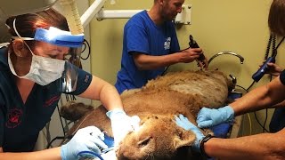 Sassyfrass Cougar Goes to the Vet