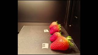 Acquisition of Hyperspectral Data of Strawberries screenshot 5