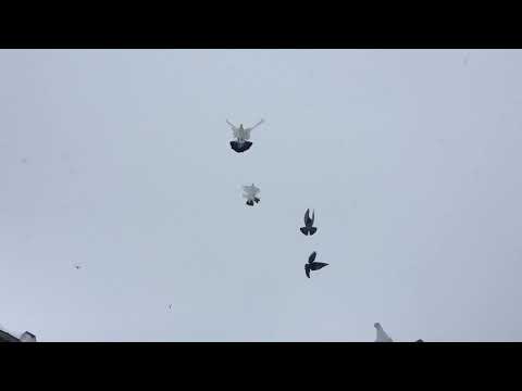 #Pigeons.Зимний гон армянских бойных голубей.
