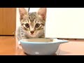 野良猫を保護してご飯をあげたら泣きながら食べてくれた