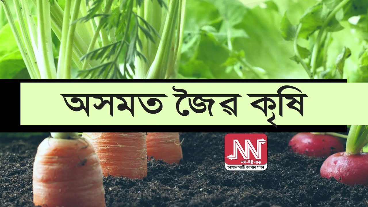 অসমত জৈৱ কৃষি Organic Farming in Assam YouTube