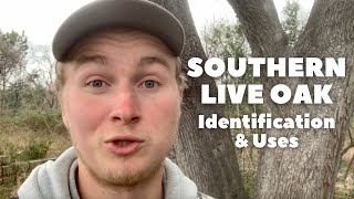 Southern Live Oak - Identification and Uses