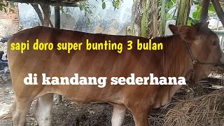 CIRI DORO HAMIL 3 BULAN