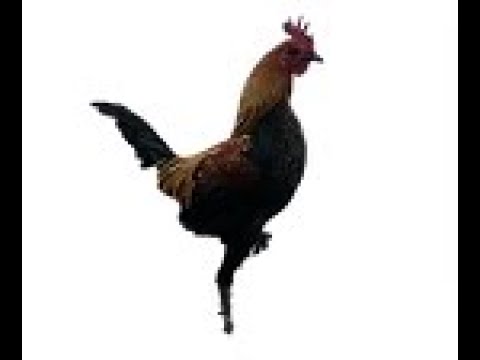 Cheerful Chickens Buy Beautiful Homegrown Chickens Chichester Sussex