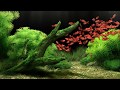 Dream Aquarium - All The Fish (4K)