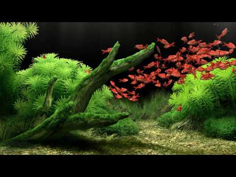 dream aquarium uhd screensaver 10 fishtanks 60fps download dream aquarium uhd screensaver 10 fishtanks 60fps download
