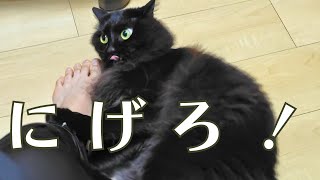 「黒猫に…食われる」草食動物代わりと化した飼い主の末路がこちら