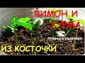 Посадка лимонов и хурмы из косточек.Обзор всходов