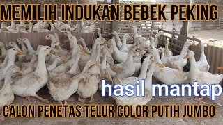 INDUKAN PEJANTAN TANGGUH BEBEK PEKING YANG BENAR ,BISNIS MINIMALIS DARI KANDANG