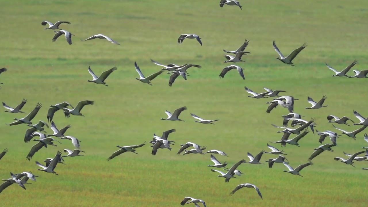 Wild Mongolian Steppe - Demoiselle Crane 簑羽鶴 