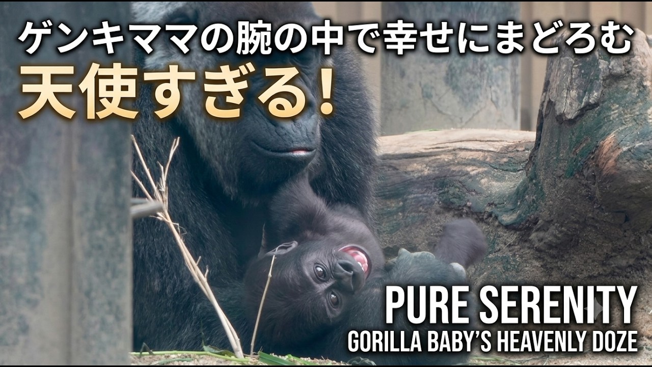 Pure Serenity: Gorilla Baby Santaro Looks So Heavenly Dozing in