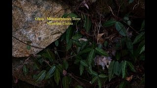 Glass : Metamorphosis Three