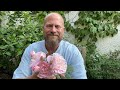 Personal review of rose  elizabeth from davidaustinroses gardenerben