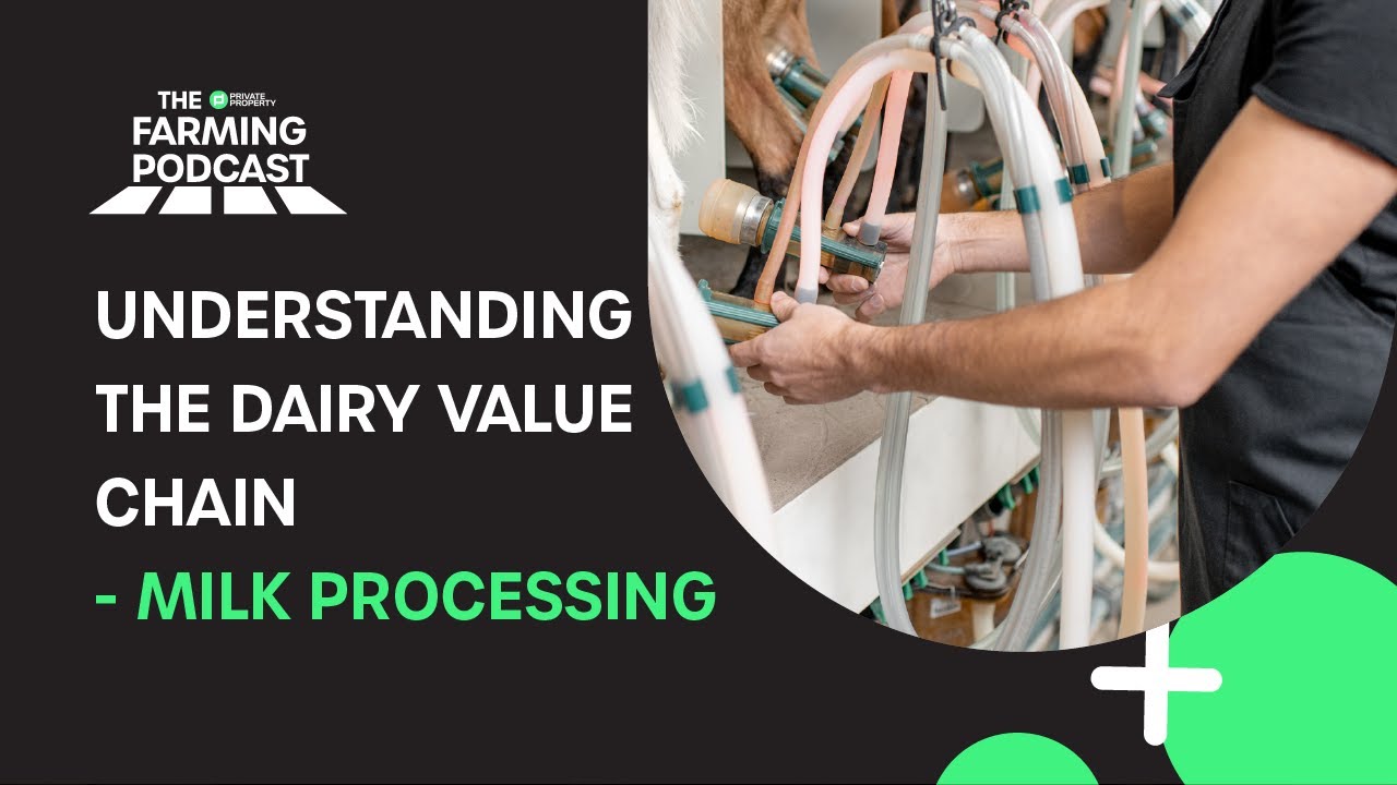 EPISODE 69 Understanding the dairy value chain milk processing YouTube