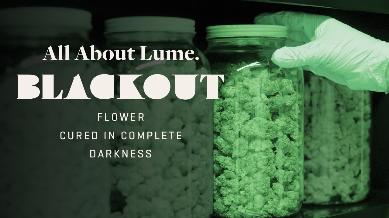 Curing Cannabis Like Aged Whiskey - Enhancing The Flower's Fullest Flavor | Step by Step Process