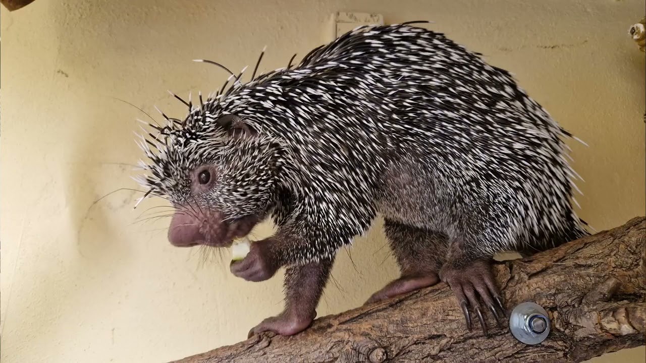 JULIA'S ZOO NAH DRAN 🤩✊🏻🦔 Folge 12: Der Greifstachler