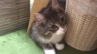 隙間から狙う猫 ノルウェージャンフォレストキャットFrom the gap.Norwegian Forest Cat.