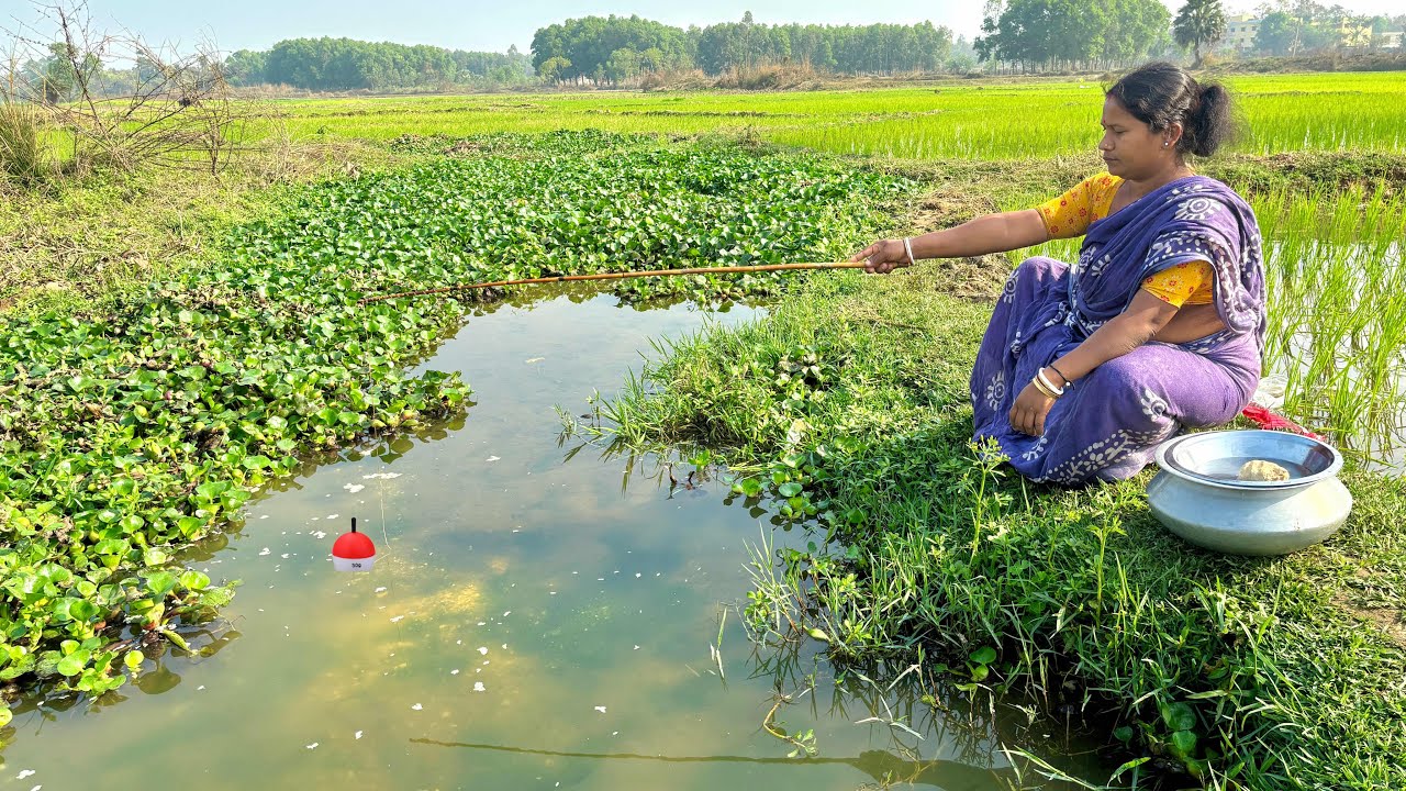 Fishing Video || Village lady hook fishing in the paddy field canal using hook || amazing hook trap 