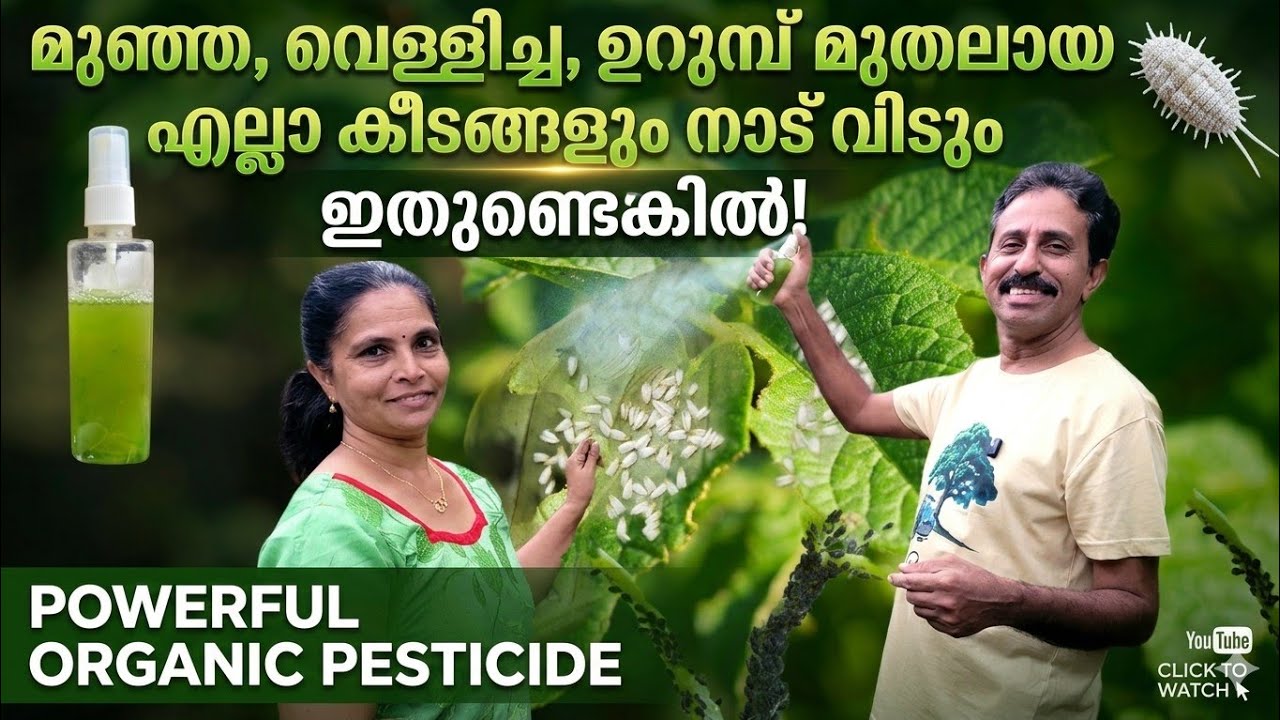 കീടങ്ങളെ തുരത്താൻ... / Organic Pesticide for Aphids, Whiteflies, Ants etc.