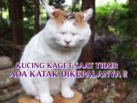 KEJADIAN NYATA DI  DUNIA  KUCING  KAGET SAAT TIDUR ADA KATAK 