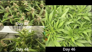 How I Grow! -S1E8- Defoliation, and No-bend-Supercropping