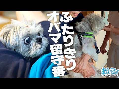 【ふたりきり】家族が病院へ行くので犬とお留守番した夏【田舎へ帰ろう】