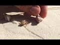 People give homeless hermit crab a new shell