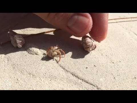 People Give Homeless Hermit Crab A New Shell