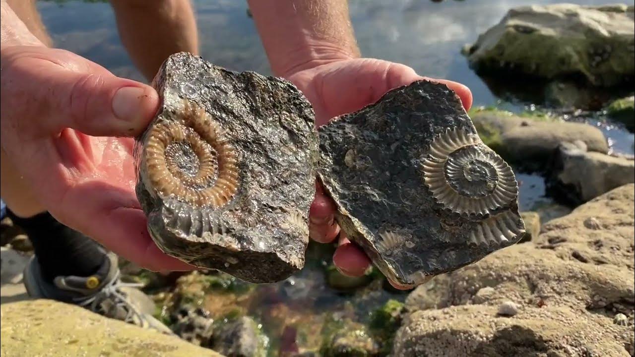 10 fossil hunting tips you should know youtube