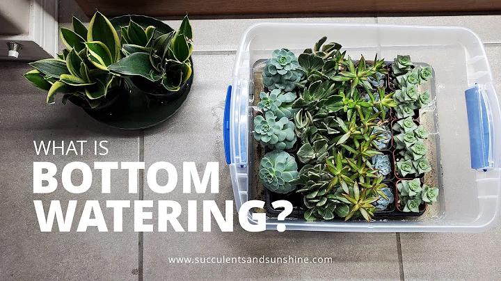 When (and when not) to bottom water succulents - DayDayNews