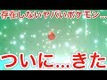 嘘だろ…！？ついに存在しないヤバいポケモンが交換で来たんだが…【ポケモン剣盾/剣盾色違い/色違い女王】