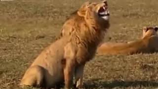 Meme Singa Ketawa