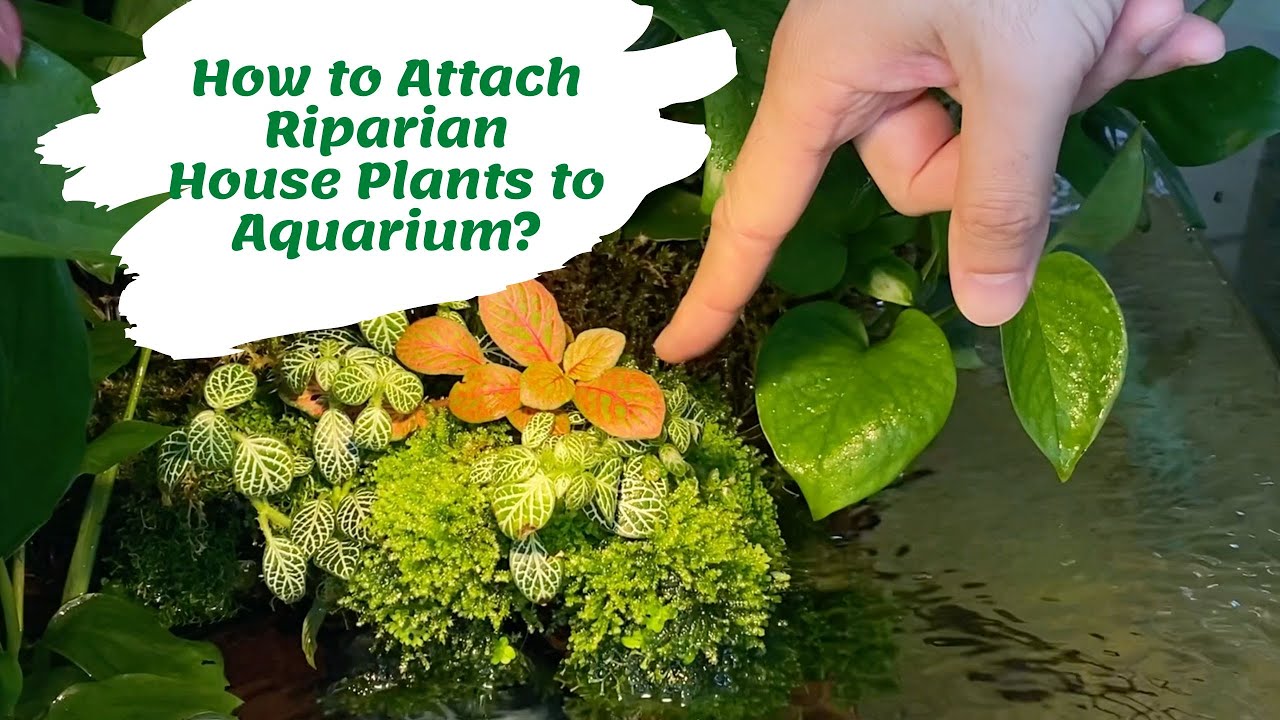 How to Attach Riparian House Plants to Aquarium?! YouTube