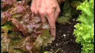 Ed Hume Vegetable Gardening - tips for growing lettuce