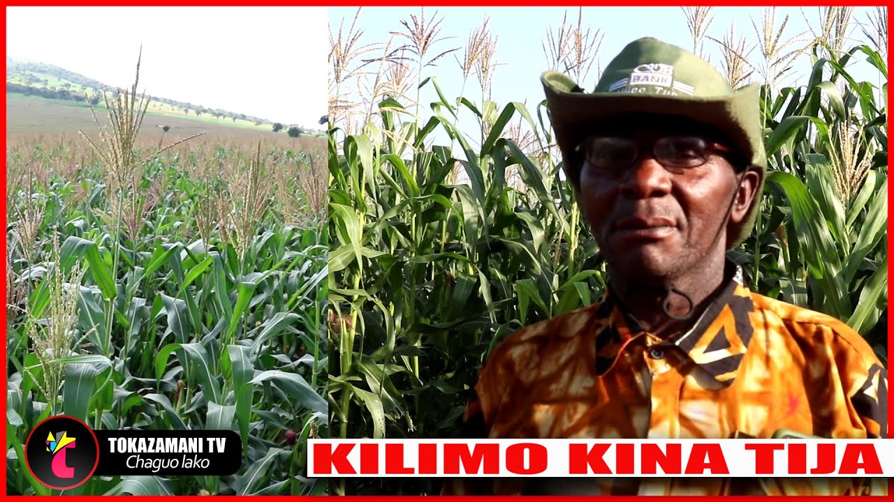 #live Mfahamu Mwilamba na mafanikio yake kwenye kilimo.
