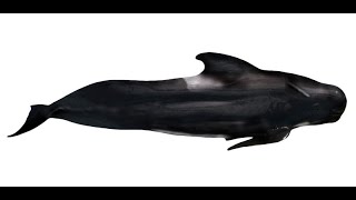 Long-finned Pilot Whale - The British Mammal Guide by Steve Evans 1,206 views 2 years ago 1 minute, 51 seconds