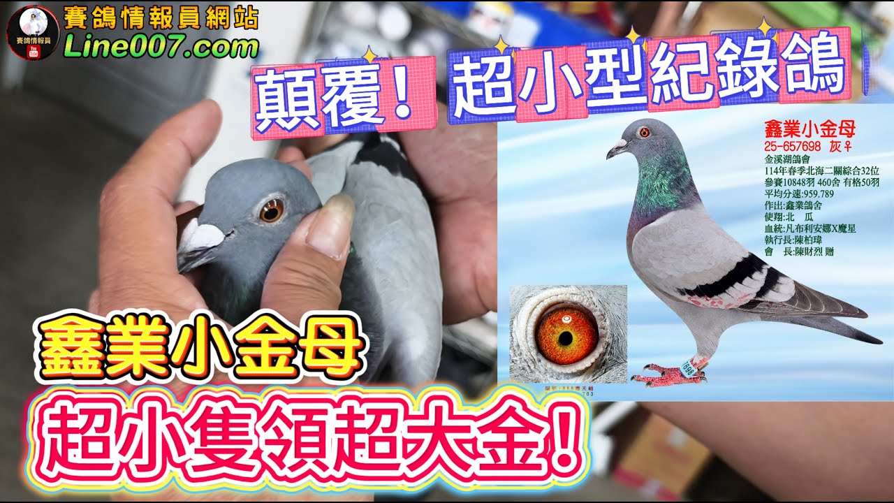 顛覆！超小型紀錄鴿，征服北海春季金溪湖～鑫業鴿舍的魔星近親x凡布利安娜