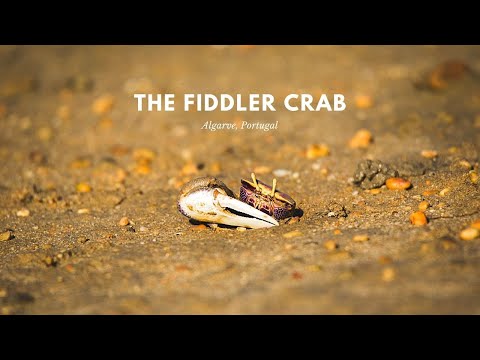 The Fiddler Crab