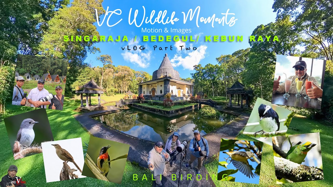 Bali Birding - Island of the Gods  "Unwind in the Tranquil Beauty" vLOG Part Two