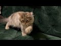 緑のソファーがお気に入りの子猫がこちらです-CatVlog 30