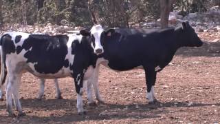 FOGLIE TV - Corso ITS “Tecnico Superiore in Agricoltura Biologica”