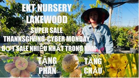 Đợt Sale Nhiều Nhất Trong Năm Của EKT Nursery Lakewood Tặng Phân Tặng Chậu tt1070
