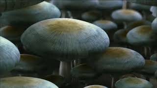 Closing To Avatar Us Blu Ray, 2010