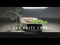 The white cube