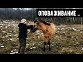 Занятие по оповаживанию жеребенка Заряда