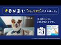 ネクスガード CM 2026年「大切なキミに、とびきりのケアを。」春が来た篇 15秒