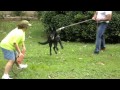 Rocky von wiese  1 best black german shepherds