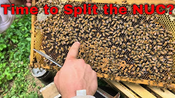 Can we Split this hive?  Nuc Follow Along Episode 7 - June 21-2024