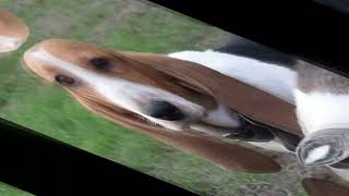 Tootsie du cheval du marquet by Annick 36 views 1 year ago 52 seconds