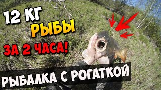 12 кг рыбы за 2 часа! Рыбалка с рогаткой в Июне | Трофейный Сазан #62